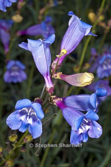 penstemon azureus var azureus 3 graphic